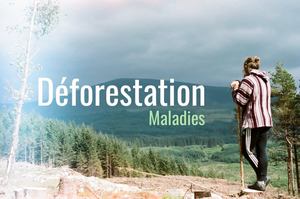deforestation-revue-de-presse-actualite-le-tote-bag